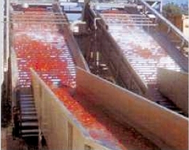 Tomato processing fresh tomatoes receiving washing system